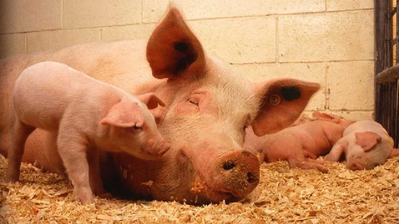 Ilustrasi ternak babi. (Foto: Pelopor.id/Pixabay/PublicDomainImages)