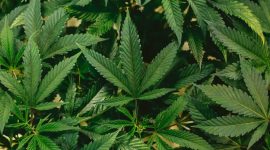 Ilustrasi ganja. (Foto: Pelopor.id/Unsplash/Jeff W) 