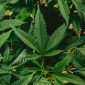 Ilustrasi ganja. (Foto: Pelopor.id/Unsplash/Jeff W) 