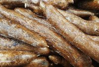 Ilustrasi singkong. (Foto: Pelopor.id/Pixabay/Brett_Hondow)