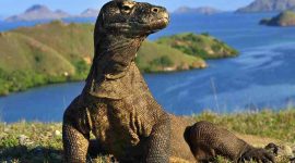 Komodo berjemur di puncak bukit Loh Buaya di dalam Kawasan Taman Nasional Komodo. (Foto : Pelopor.id/BTN Komodo)