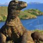Komodo berjemur di puncak bukit Loh Buaya di dalam Kawasan Taman Nasional Komodo. (Foto : Pelopor.id/BTN Komodo)