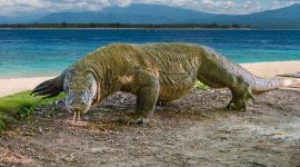 Komodo. (Foto: Mongabay)