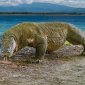 Komodo. (Foto: Mongabay)