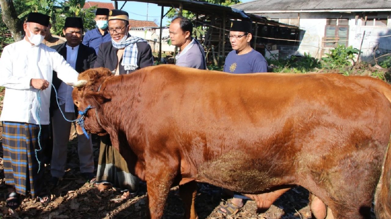 Menko PMK menyerahkan satu ekor sapi qurban melalui MBS Ki Bagus Hadikusumo Jampang, Bogor. (Foto:Pelopor.id/Kemenko PMK)