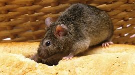 Tikus (Foto: istimewa)