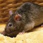 Tikus (Foto: istimewa)