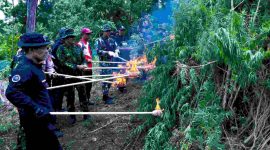 BNN musnakan 2 hektare lahan ganja di Aceh Besar(Pelopor.id/Humas BNN)